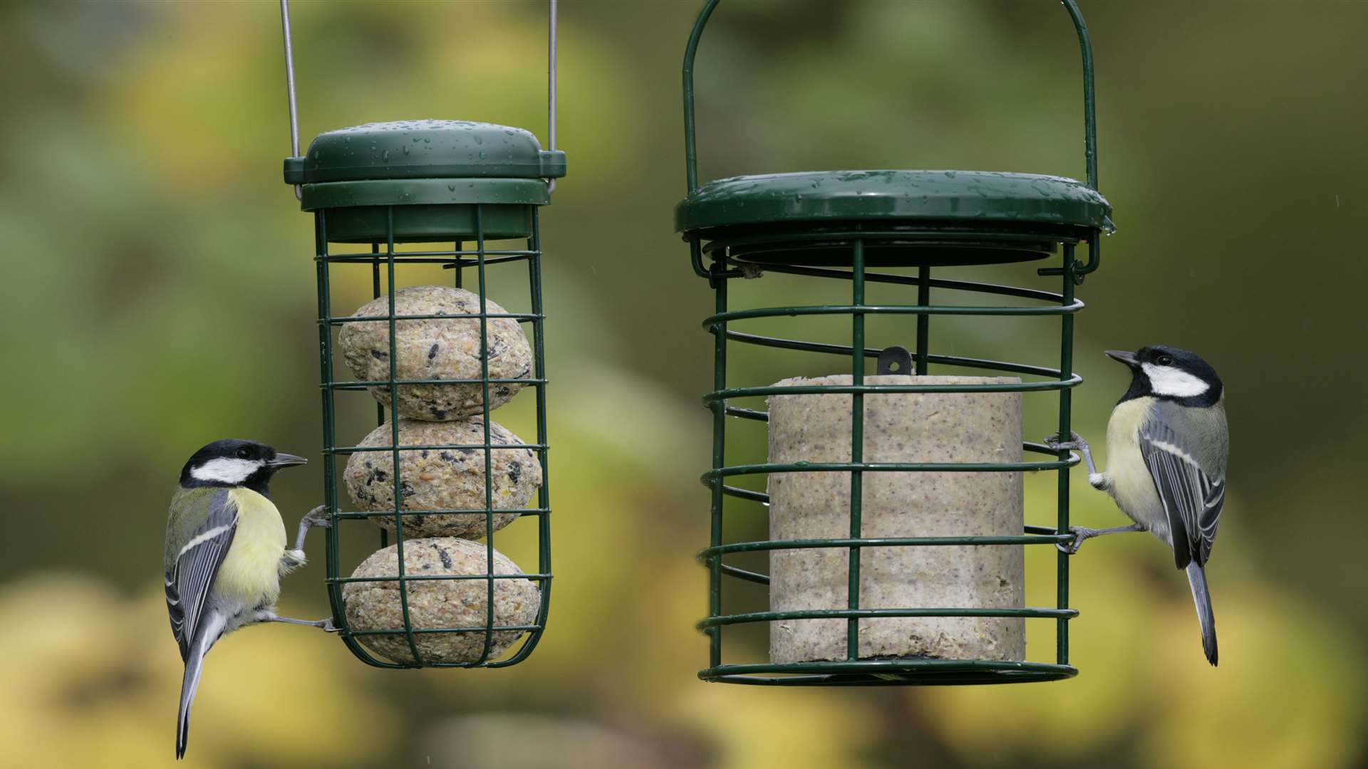 Prepare for RSPB Big Garden Birdwatch: Essential Bird Feeding Tips